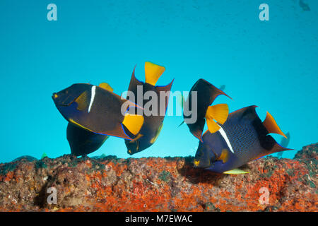 Cortez Angelfishes a Salvatierra relitto, Holacanthus passer, La Paz, Baja California Sur, Messico Foto Stock