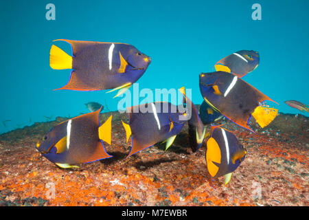 Cortez Angelfishes a Salvatierra relitto, Holacanthus passer, La Paz, Baja California Sur, Messico Foto Stock