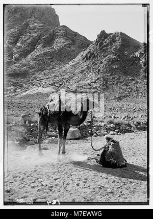 Questa immagine mostra un cammello nel Sinai, con un piccolo fuoco, che cattura l'essenza della vita nel deserto e i modi tradizionali degli abitanti della regione. Foto Stock