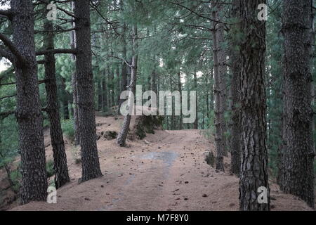 Pineta vicino Lombo de Figueira, Santo Antao, Capo Verde Foto Stock