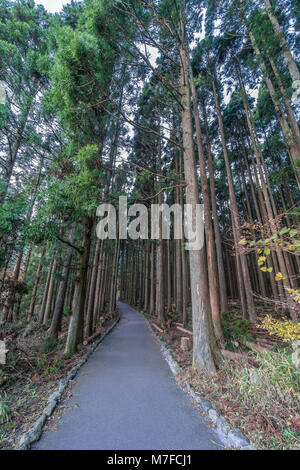 Bella cedri giapponesi e la foresta di pini vicino Lago Tanuki (Tanukiko) a Tokai Sentiero Natura, Prefettura di Shizuoka, Fujinomiya-shi, Giappone Foto Stock