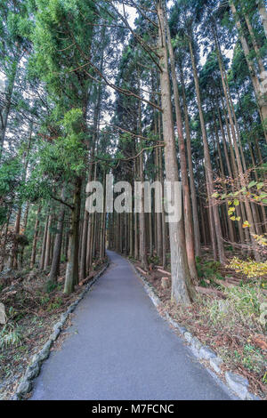 Bella cedri giapponesi e la foresta di pini vicino Lago Tanuki (Tanukiko) a Tokai Sentiero Natura, Prefettura di Shizuoka, Fujinomiya-shi, Giappone Foto Stock