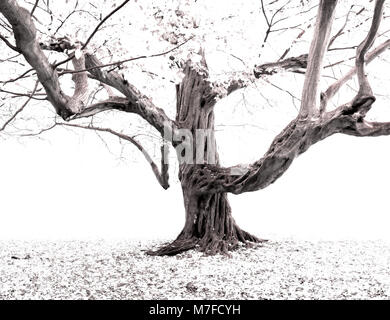 Antico carpino gnarled, ritorto, inquietante e spooky (Carpinus betulus) albero in nebbia nebbia o neve Foto Stock