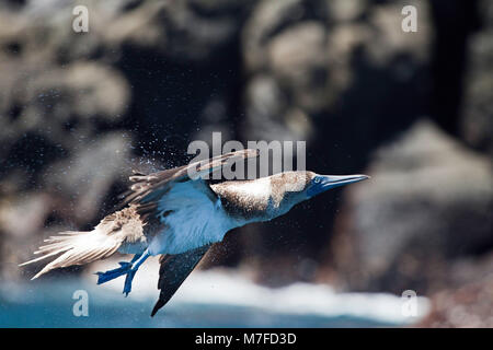 Un blue footed booby, Sula nebouxii excisa, scuote di acqua di mare dopo di prendere il volo off isola di Santa Fe, Isole Galapagos, Equador. Foto Stock