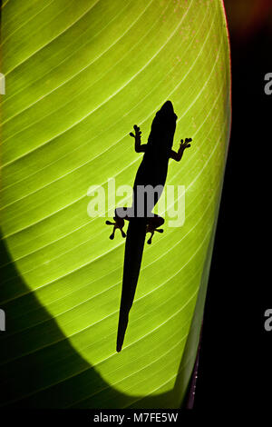 La silhouette di una polvere d oro giorno geco Phelsuma laticauda laticauda, retro-illuminato su una foglia di zenzero, Hawaii. Foto Stock