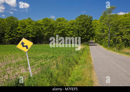 Strada di campagna attraverso una foresta di alberi decidui in estate. Foto Stock