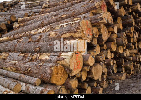Pila di appena tagliato il Legname pino log in un mulino di legname cantiere. Foto Stock