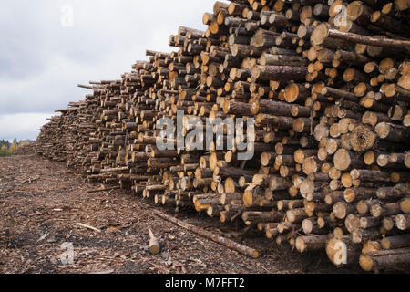 Gran mucchio di appena tagliato i registri di legname in un mulino di legname cantiere. Foto Stock