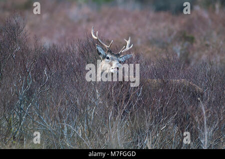 Maschio rosso cervo fotografato nel "Great Glen' di Glencoe il pomeriggio del 9 marzo del 2018 Foto Stock