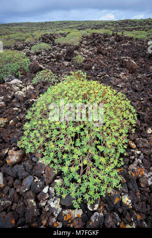 Balsamo (Euforbia Euphorbia balsamifera) crescente sulla lava di Malpais de la Corona, nei pressi di Punta Mujeres, Lanzarote, Isole Canarie, Spagna. Foto Stock