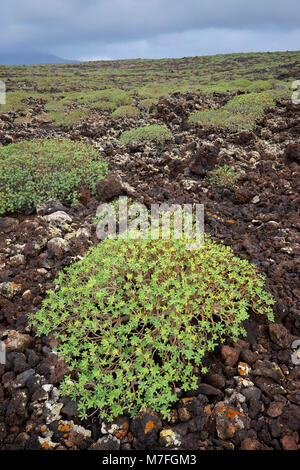 Balsamo (Euforbia Euphorbia balsamifera) crescente sulla lava di Malpais de la Corona, nei pressi di Punta Mujeres, Lanzarote, Isole Canarie, Spagna. Foto Stock