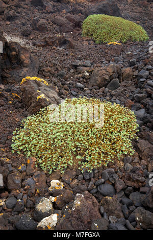 Balsamo (Euforbia Euphorbia balsamifera) crescente sulla lava di Malpais de la Corona, nei pressi di Punta Mujeres, Lanzarote, Isole Canarie, Spagna. Foto Stock