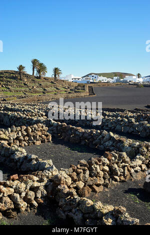 Campi piccoli protetti da muri in pietra a secco, vicino a Mancha Blanca, Lanzarote, Isole Canarie, Spagna. I campi sono coperti di cenere nera, chiamato rofe o Foto Stock