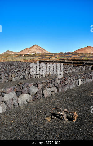 Vigneti vicino a Mancha Blanca, Lanzarote, Isole Canarie, Spagna. Muri in pietra a secco di proteggere i vitigni dai forti venti alisei. Il terreno è coperto Foto Stock