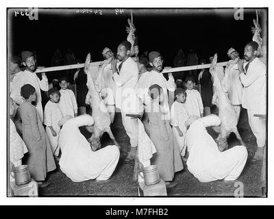 Il Samaritano Pasqua su Mt. Garizim. La preparazione della carcassa. LOC matpc.01855 Foto Stock