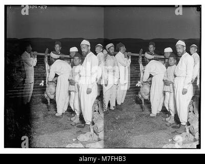 Il Samaritano Pasqua su Mt. Garizim. La preparazione della carcassa. LOC matpc.01856 Foto Stock