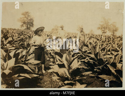 Il tredicenne Roland Lowe è raffigurato mentre tolla il tabacco in un campo con i suoi due fratelli. La famiglia Lowe è composta da sette ragazzi e due ragazze, con quattro bambini che frequentano la scuola. Foto Stock