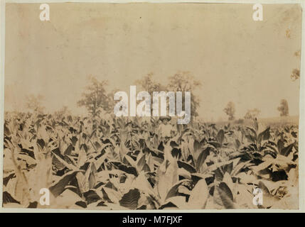 Una foto del tredicenne Roland Lowe che lavora in un campo di tabacco con i suoi fratelli, che riflette il lavoro agricolo comune nell'America rurale dell'inizio del XX secolo, con un focus sul lavoro minorile nell'agricoltura. Foto Stock