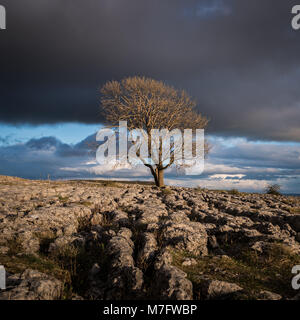 Luce Dramtic oltre il Lone Tree sul Pavimenti calcarei al di sopra del villaggio di Malham nel Yorkshire Dales Foto Stock