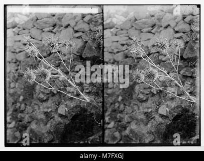Fiori Selvatici della Palestina. Globo-Thistle. (Echinops Blancheanus Boiss.). LOC matpc.05855 Foto Stock