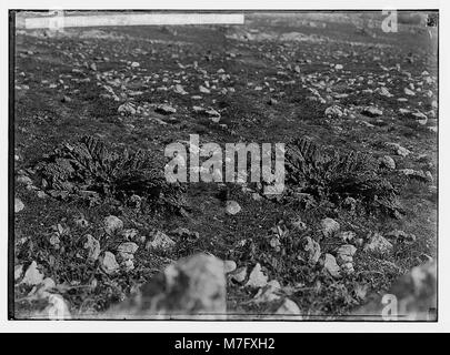 Fiori Selvatici della Palestina. Mandrake in fiore. (Mandragora officinarum L.). LOC matpc.02438 Foto Stock