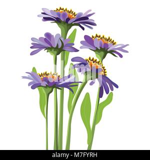 Vettore design floreale, viola aster Illustrazione Vettoriale