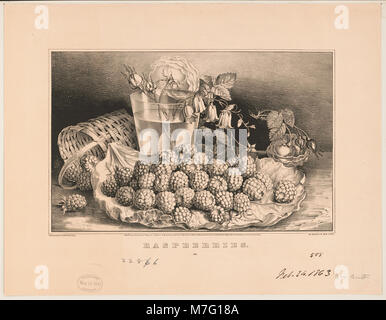 Questa immagine mostra lamponi freschi, sottolineandone i colori e la consistenza vivaci. La foto ravvicinata mette in evidenza il loro fascino naturale e il loro ruolo di frutto popolare nell'uso culinario e nel giardinaggio. Foto Stock