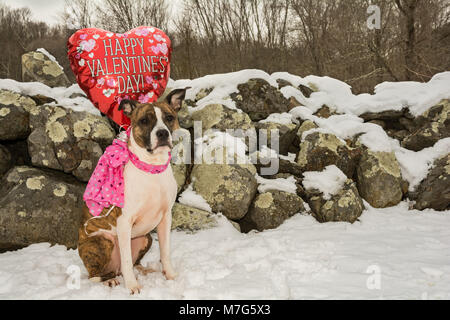 Un simpatico Valentine's Dog Foto Stock