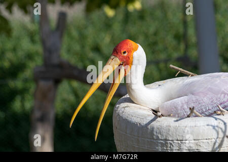 Giallo fatturati Stork seduta su un nido fatto da un pneumatico Foto Stock