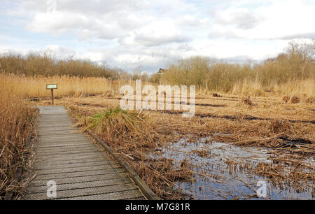 Una passerella attraverso mantenuti canneti a Ranworth vasta Riserva naturale su Norfolk Broads a Ranworth, Norfolk, Inghilterra, Regno Unito, Europa. Foto Stock
