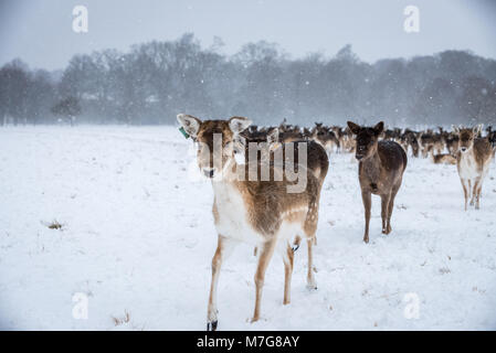 Cervi sulla neve Foto Stock