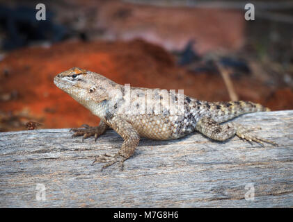 Un deserto spinoso lizard (Sceloporus magister) è in attesa di cibo (foto scattata in Calfornia, USA) Foto Stock