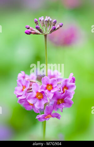 Close-up immagine della molla fioritura viola e rosa Primula beesiana noto anche come i candelabri Primurose Foto Stock