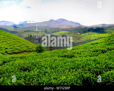 MUNNAR Kerala, India - DEC. 14, 2011: intensi e brillanti paesaggio di verde le piantagioni di tè in Munnar in i Ghati Occidentali, Kerala, Idukki district, India Foto Stock