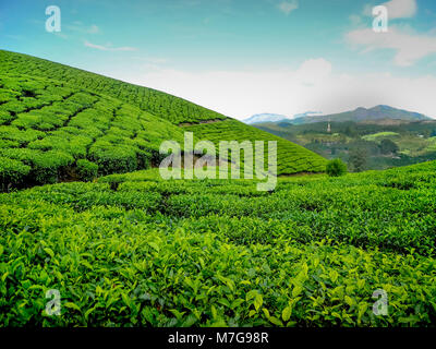 MUNNAR Kerala, India - DEC. 14, 2011: intensi e brillanti paesaggio di verde le piantagioni di tè in Munnar in i Ghati Occidentali, Kerala, Idukki district, India Foto Stock