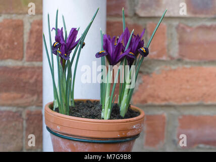 Tubo di drenaggio portavasi Iris reticulata fiori. Foto Stock