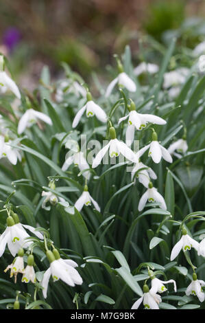 Galanthus nivalis fiori. Foto Stock