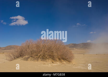Unico deserto bush nel mezzo del Mojave a sud-ovest della California negli Stati Uniti. Foto Stock