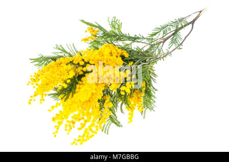Il ramo di fioritura giallo dealbata Acacia, isolato su sfondo bianco Foto Stock