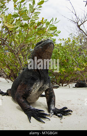 Questo marine, iguana Amblyrhynchus cristatus, è stato fotografato poco dopo imerging dall'oceano attraverso le mangrovie in background dopo un mo Foto Stock