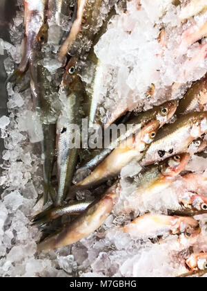 Profumava di fresco su ghiaccio Foto Stock