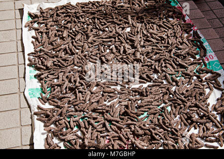 Centinaia di cetrioli di mare asciugatura sul marciapiede fuori da un negozio di medicina a Guangzhou, Cina. Foto Stock