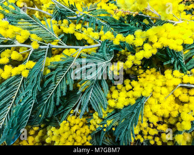 Deliziosa la molla gialla dealbate Acacia (mimosa) Foto Stock