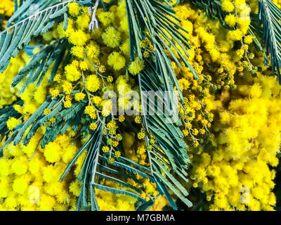 Deliziosa la molla gialla dealbate Acacia (mimosa) Foto Stock