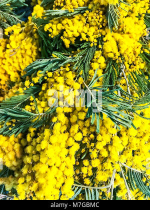 Deliziosa la molla gialla dealbate Acacia (mimosa) Foto Stock