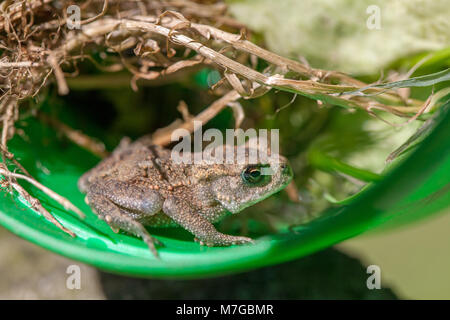 Il rospo comune Bufo bufo. Recentemente metamorfosati di giovani toadlet. Una delle molte passeggiate a piedi su un prato dopo aver lasciato la sua vita in anticipo come un girino nel giardino p Foto Stock