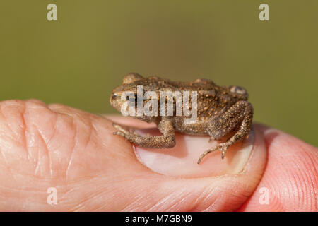 Il rospo comune Bufo bufo. Recentemente metamorfosati di giovani toadlet, seduto su un uomo di pollice unghie. Una delle molte passeggiate a piedi su un prato dopo aver lasciato il suo inizio li Foto Stock