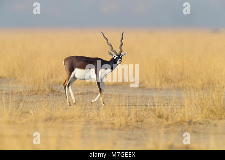 Un bel maschio adulto Blackbuck (Antilope cervicapra) a tal Chhapar Santuario nel Rajasthan, India Foto Stock