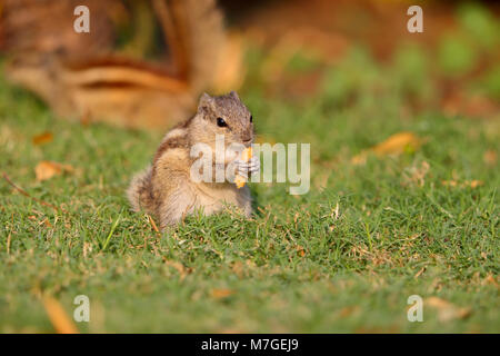 Un adulto di cinque righe o a nord di Palm scoiattolo (Funambulus pennantii) alimentazione su un prato in India Foto Stock