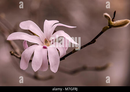 Magnolia stellata Foto Stock